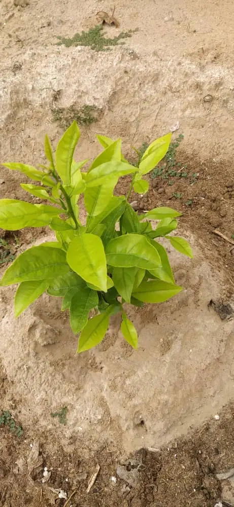 خونه باغ  عیسوند