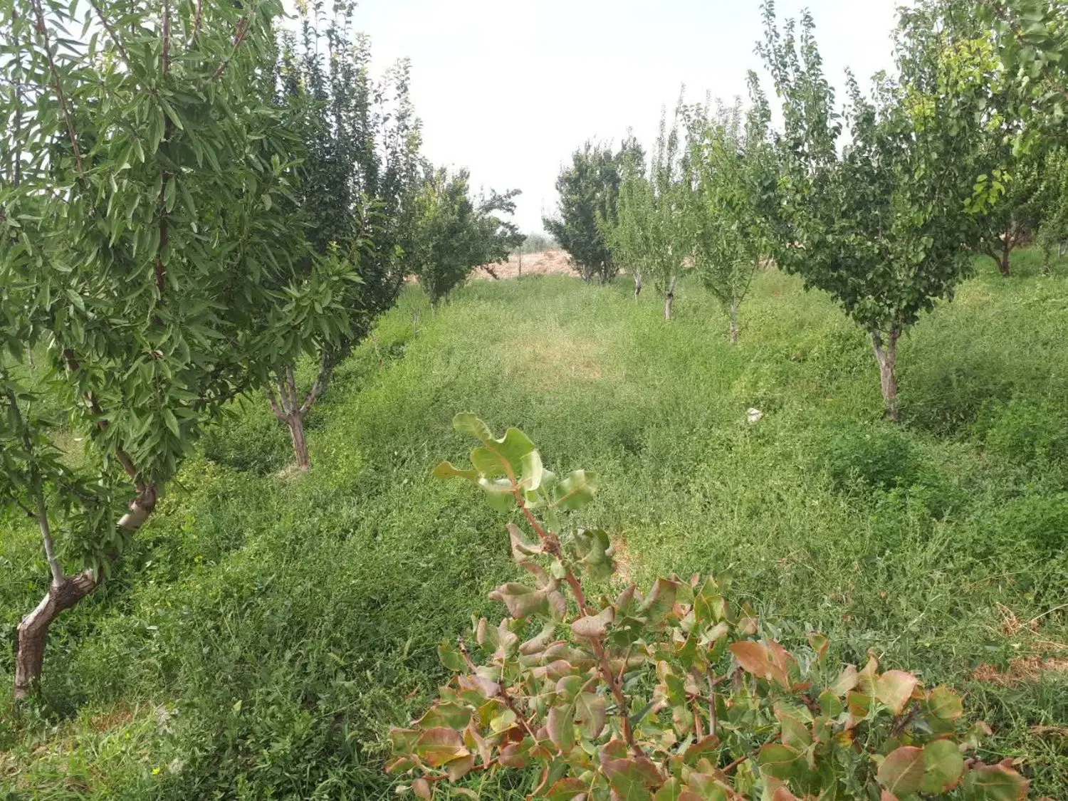 یک قطعه زمین در اسپران بر آسفالت