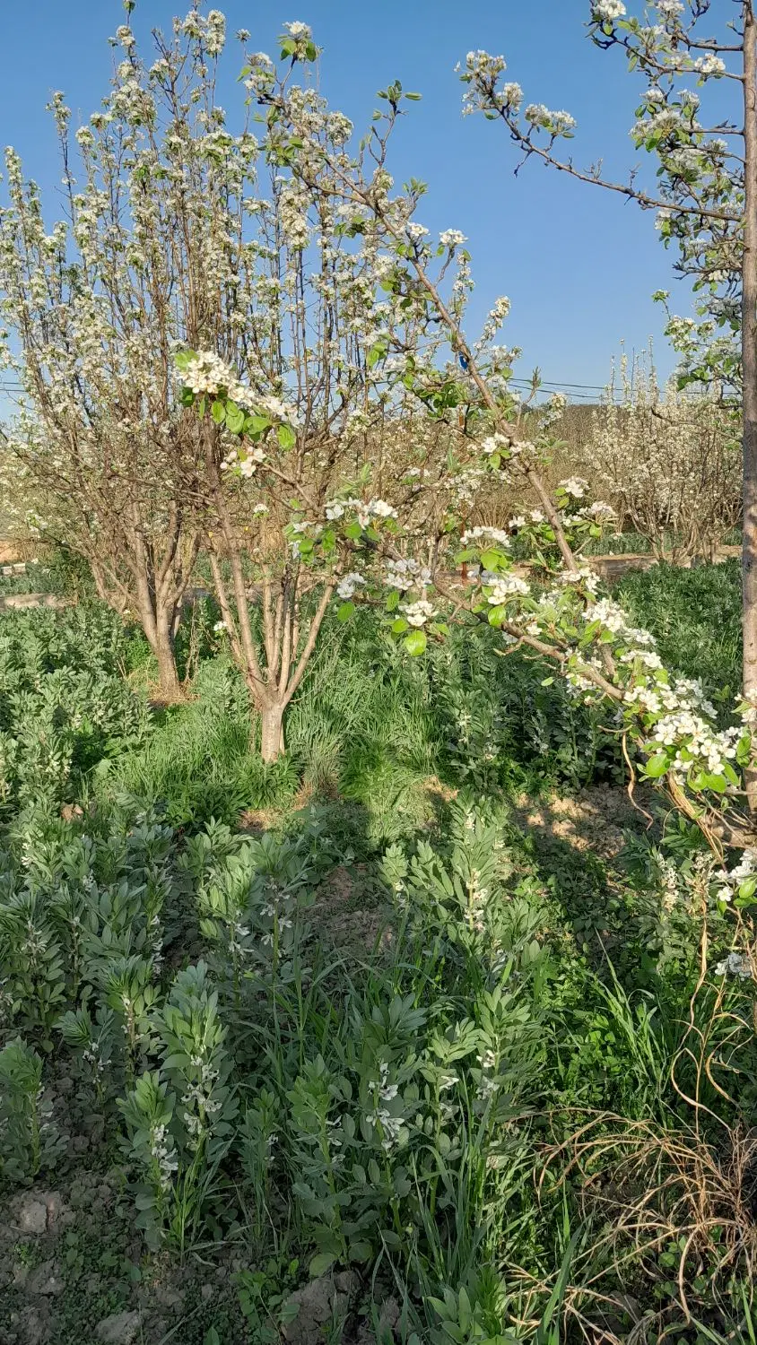 فروش باغ
