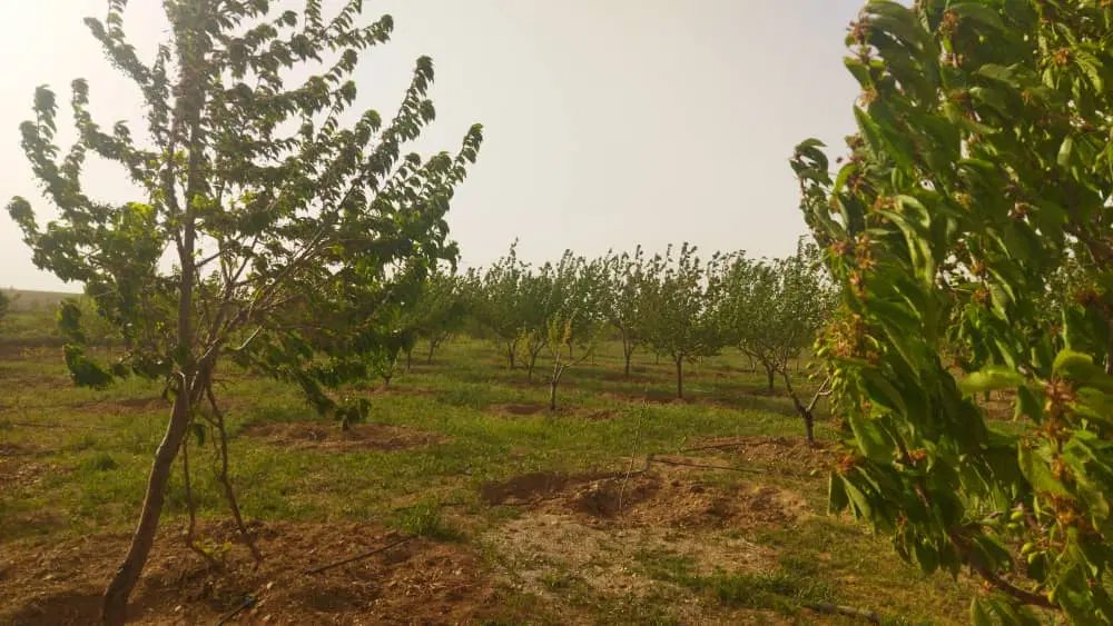باغ‌در‌دیزج‌بالا‌‌(جاده‌بیجار)
