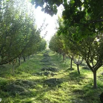 ۴۵۰متر باغ روستای سفیدکش