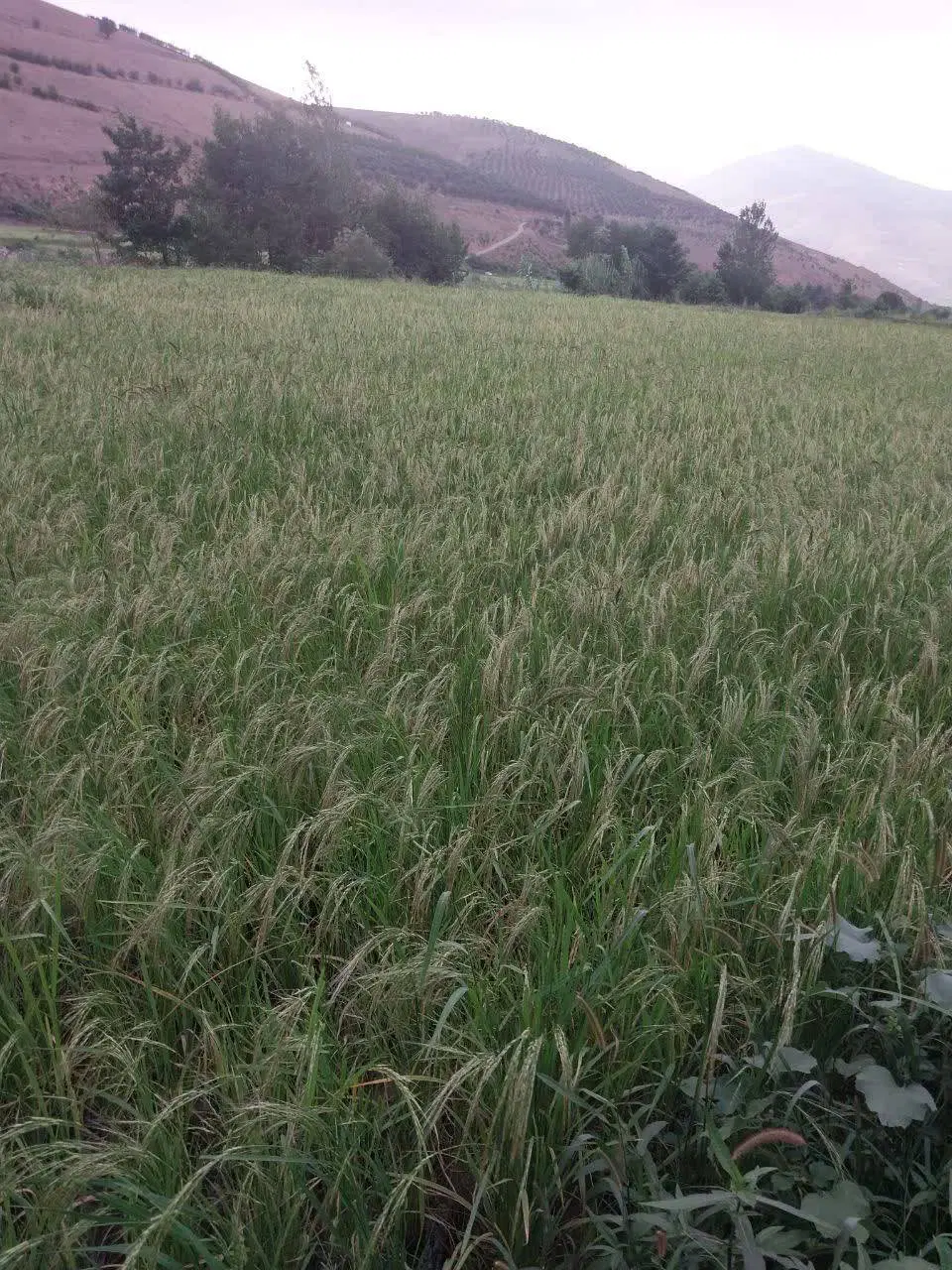 فروش زمین برنج