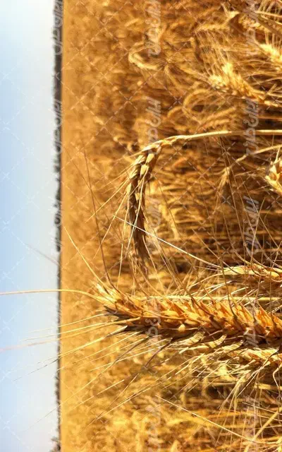 اجاره 6_5 هکتار زمین کشاورزی کانال 7