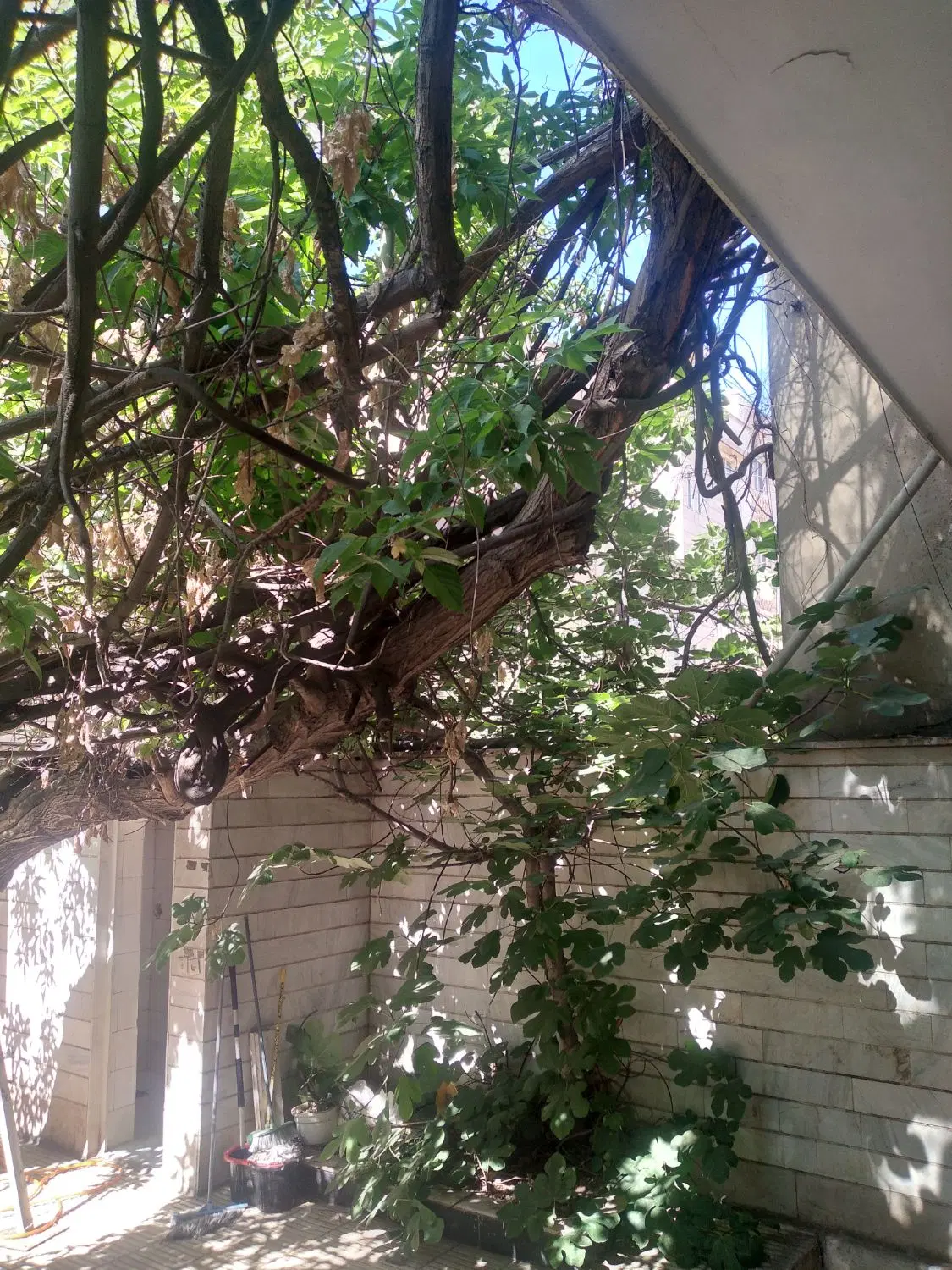 مستغلات ۱۵۵متر زیر بنا دربستی احدزاده