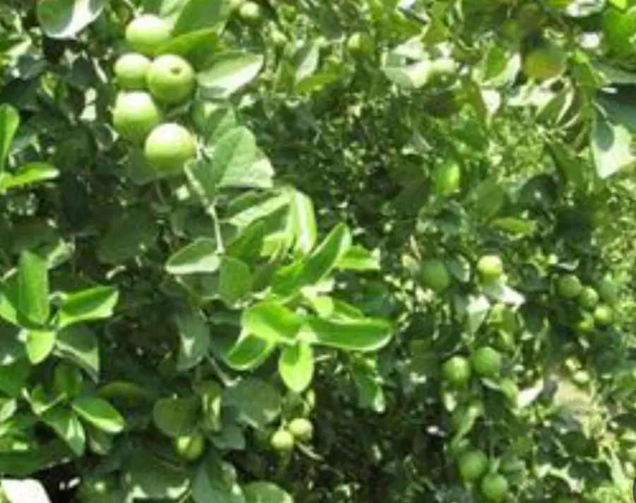 فروش باغ لیمو ثمری