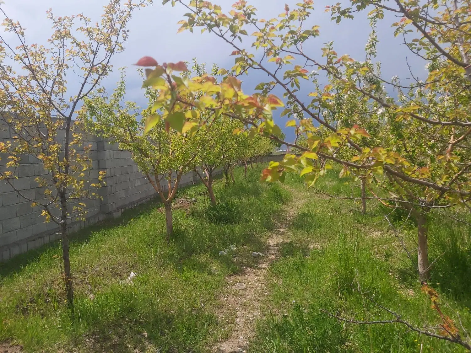 باغچه اسپیران ۳۵۰ متر دونبش