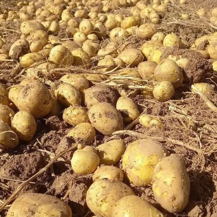 اجاره یا شراکت