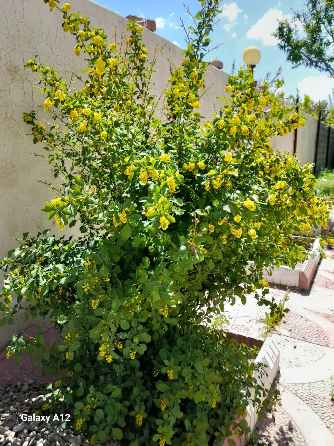 فروش باغچه در اردوشاهی جاده سنتو