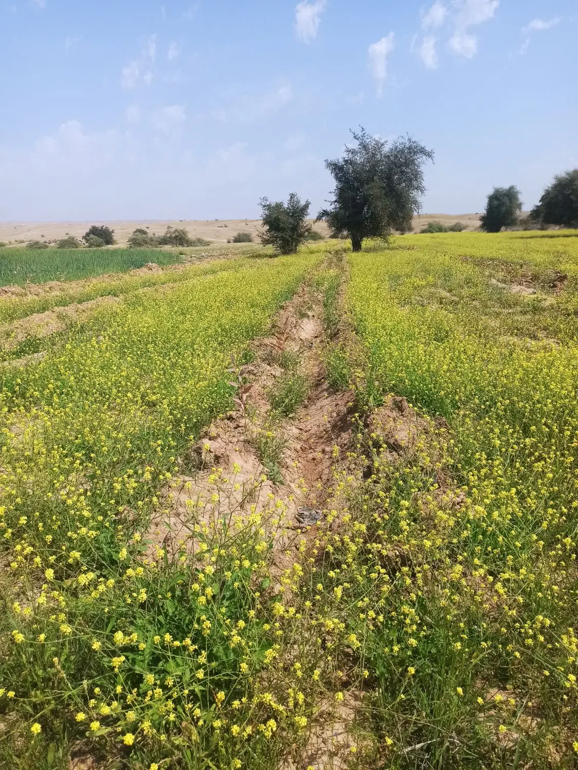 فروش زمین کشاورزی محدوده چم گلک