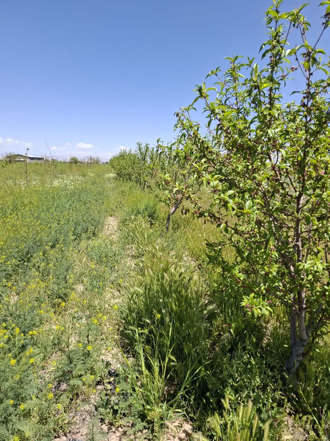زمین کشاورزی