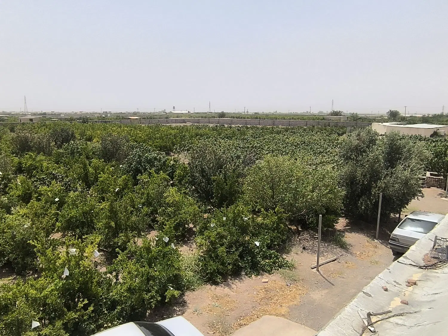 باغ با درآمد بالا