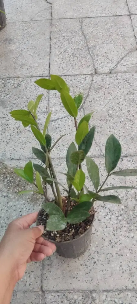 فروش باغچه باغ