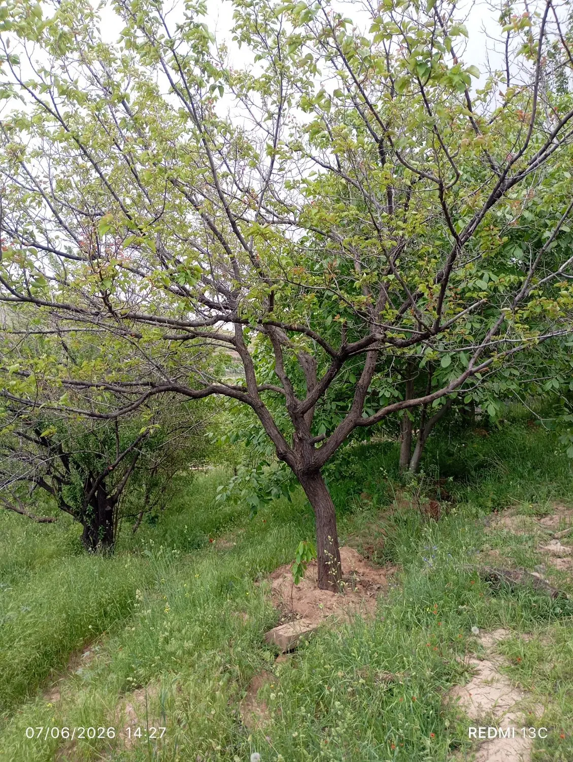 باغ درگلجار مرند