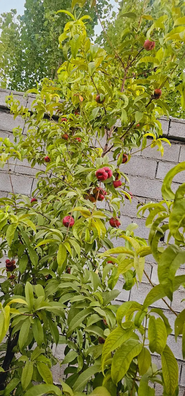 باغشهری تیون