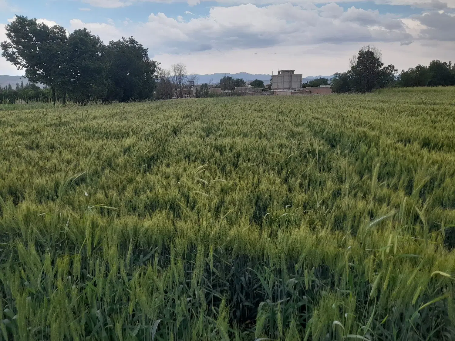 فروش زمین زراعی خیلی خوب