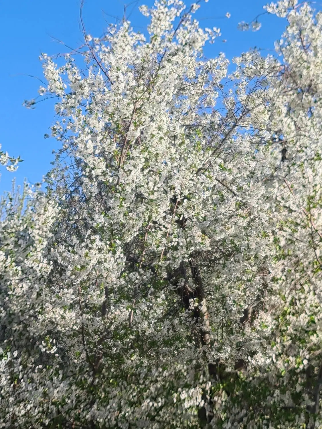 آبسرد ۳۵۰ متر باغ قدیمی
