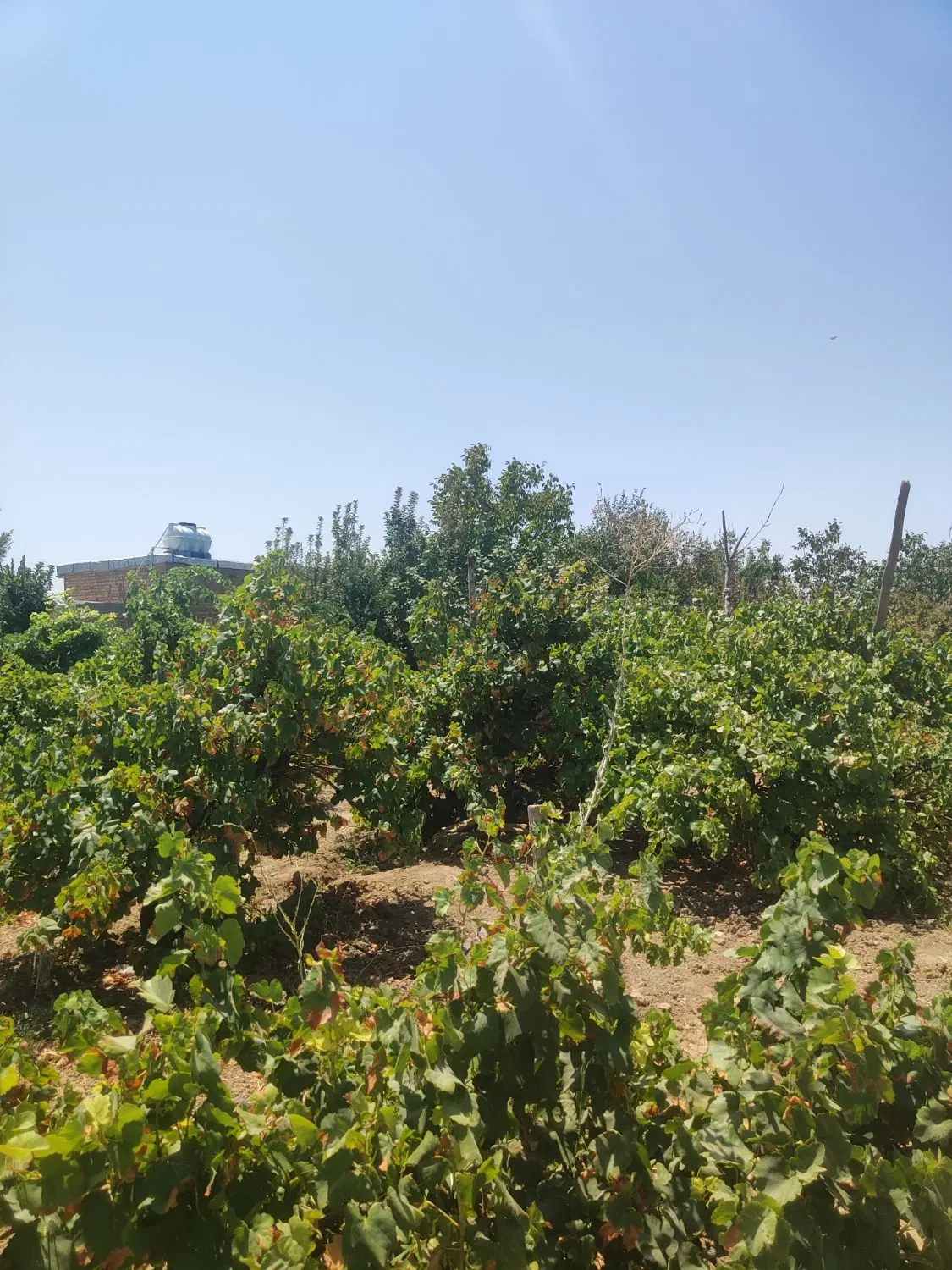فروش باغ شهری رشمیجان