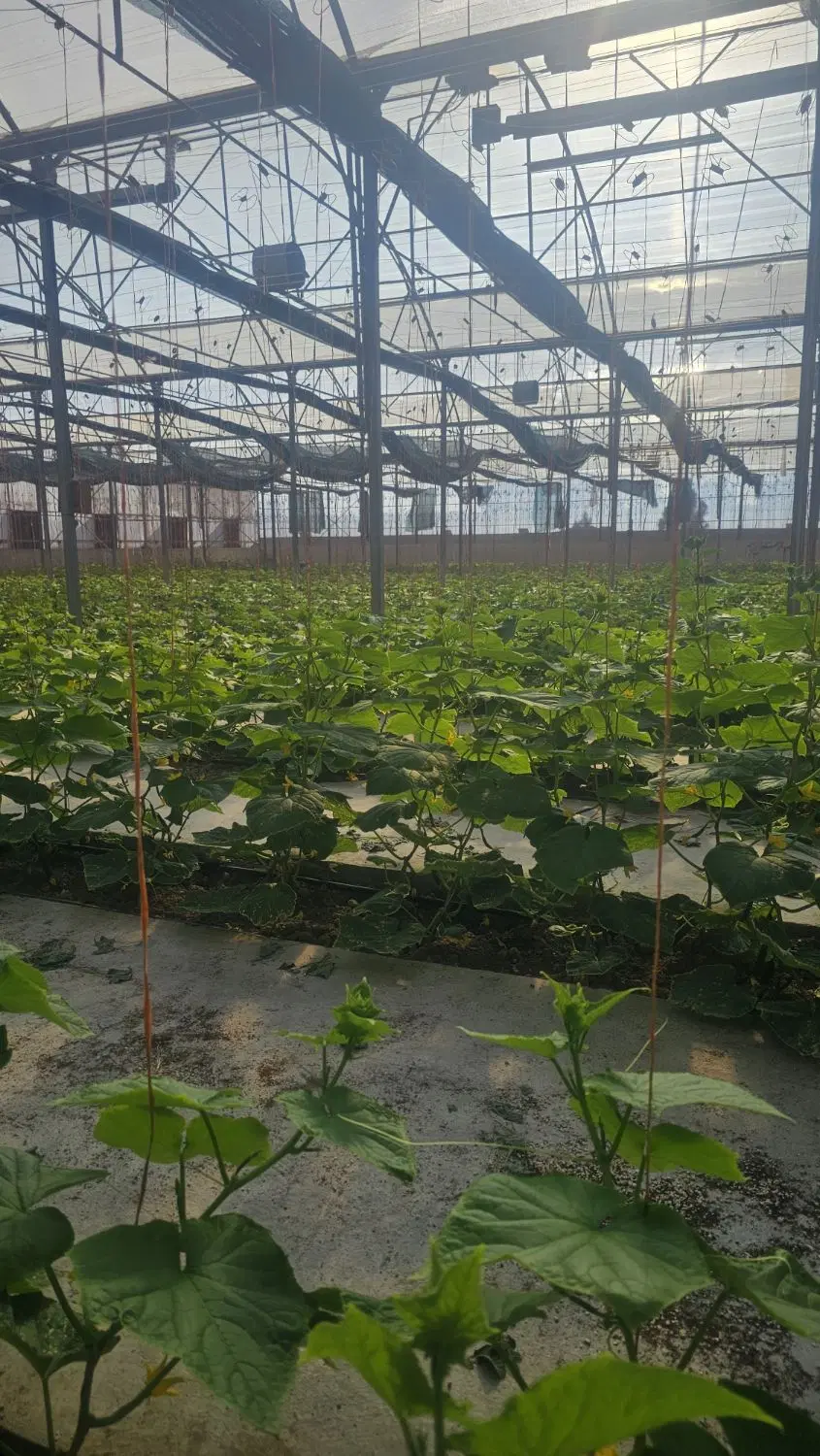 گلخانه تمام اتوماتیک صفادشت