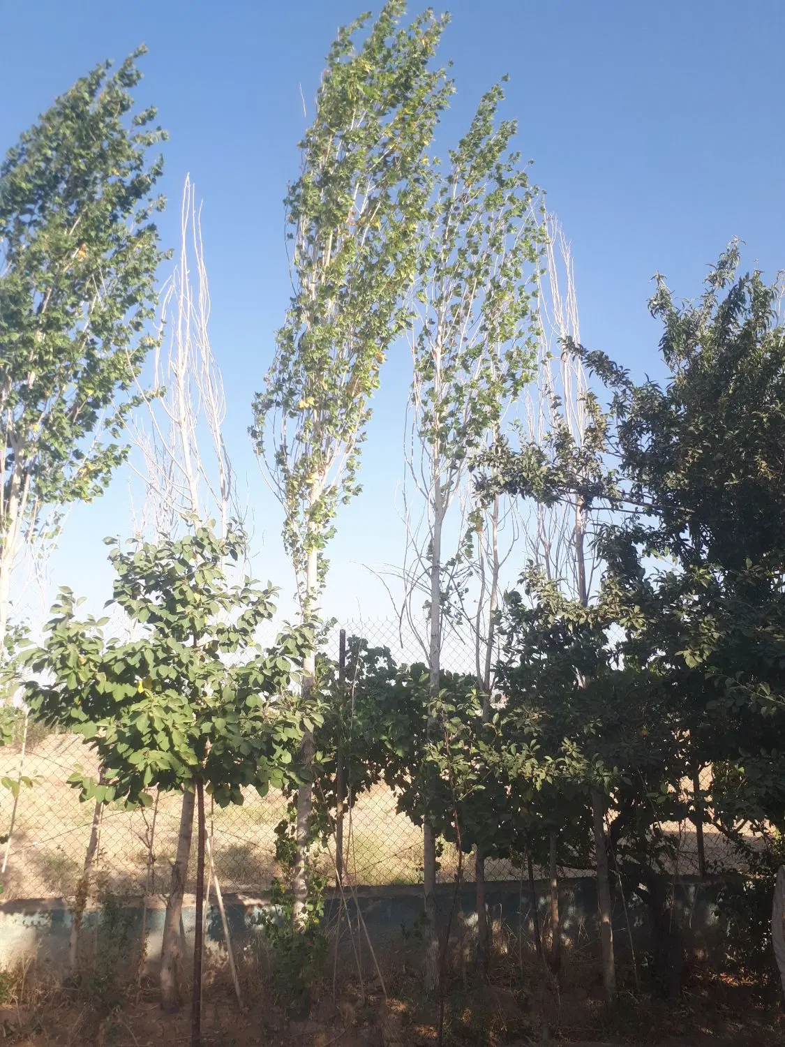 زمین ۴۰۱۳ سند