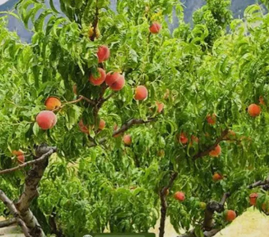 ۲۰۰متر باغچه