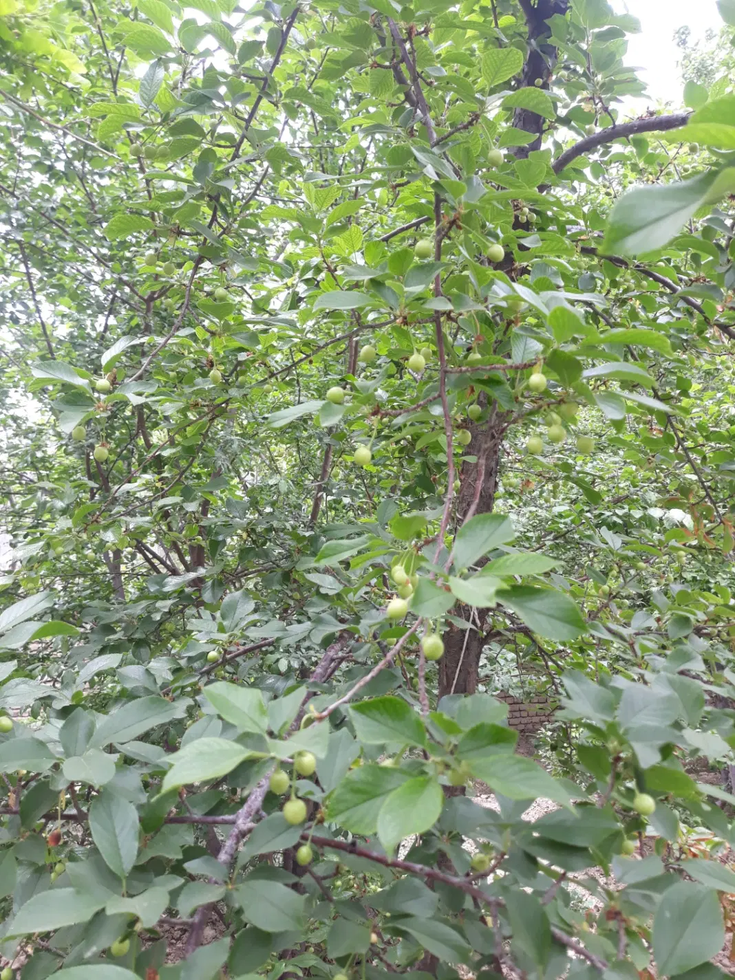 باغ با کاربری مسکونی