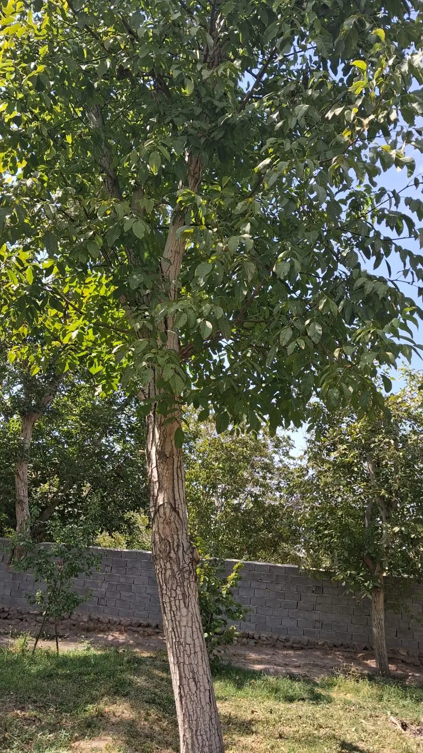 باغچه دراسکو