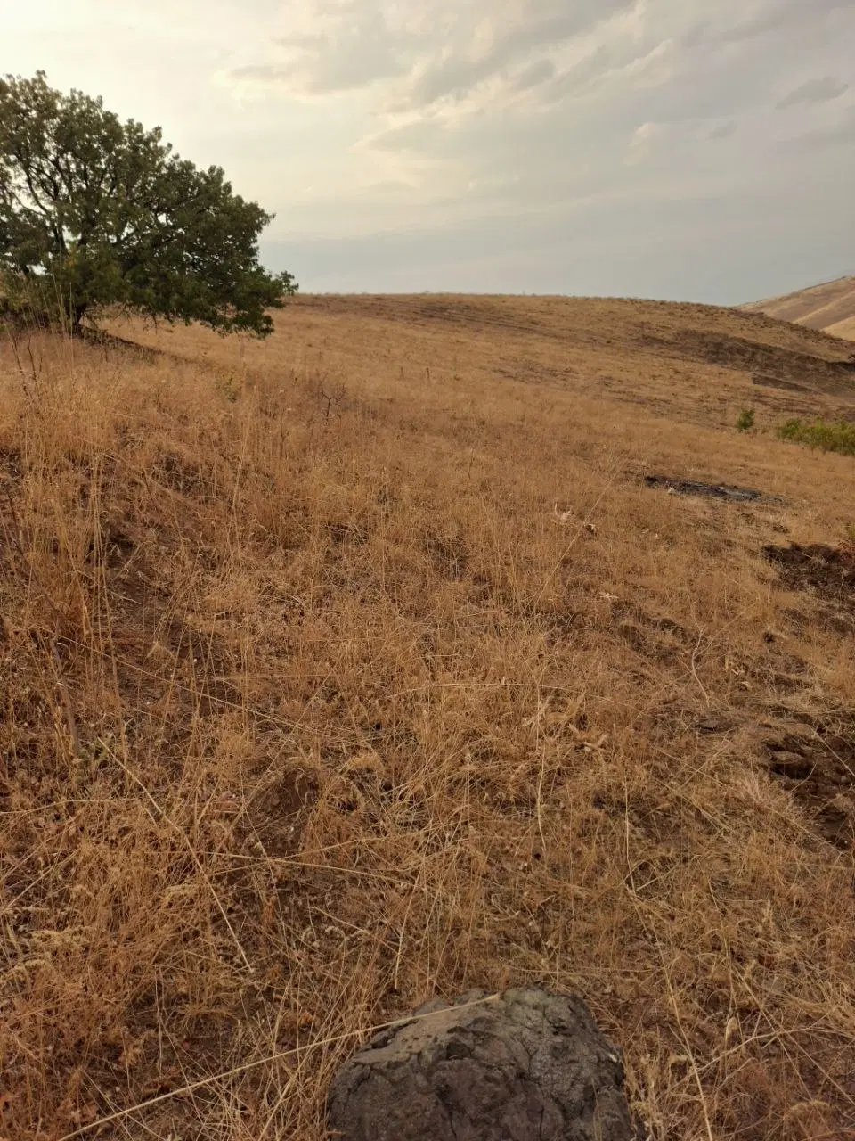 باغ خیاره