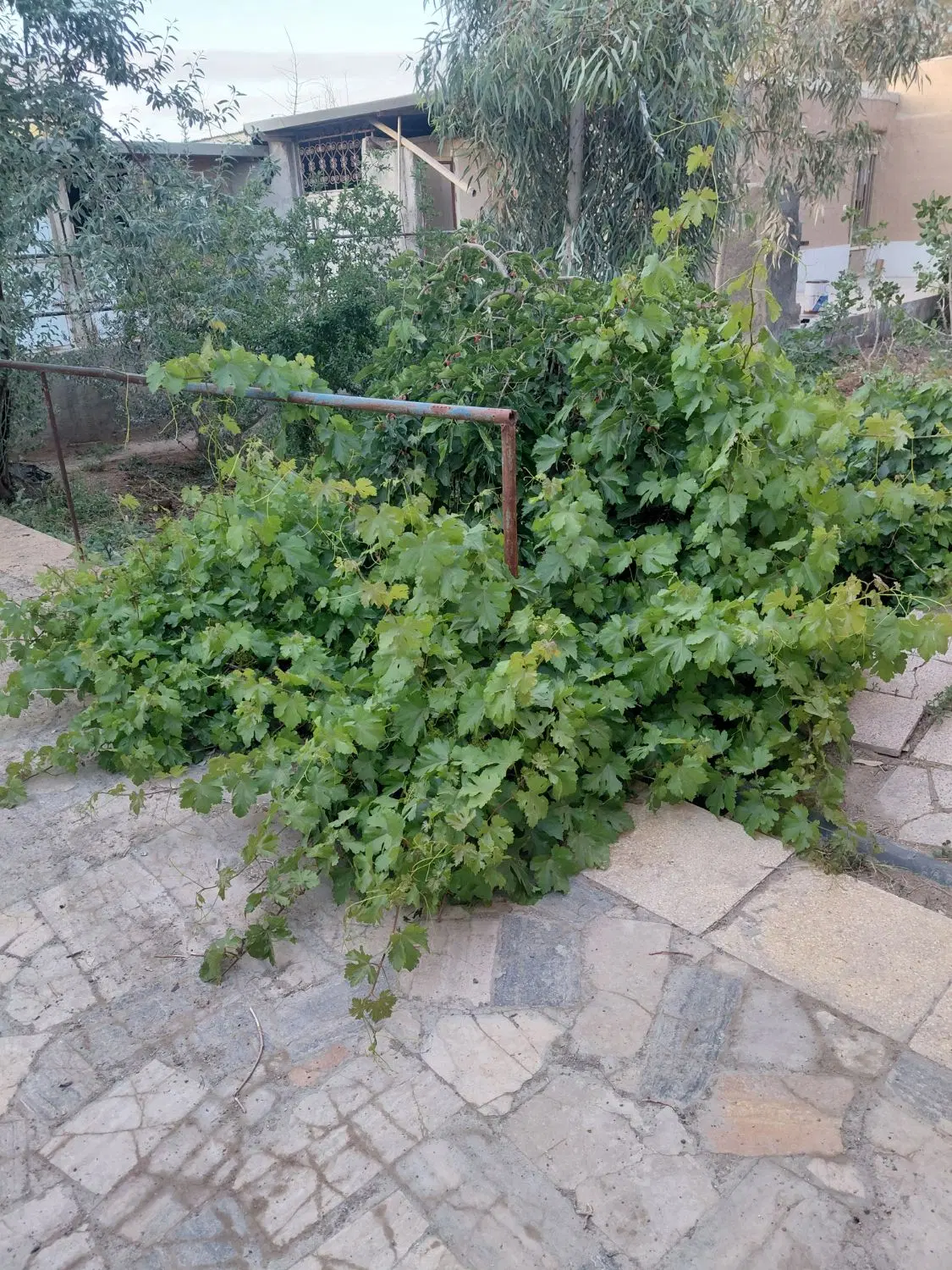 باغ ملک فروشی اصغرآباد
