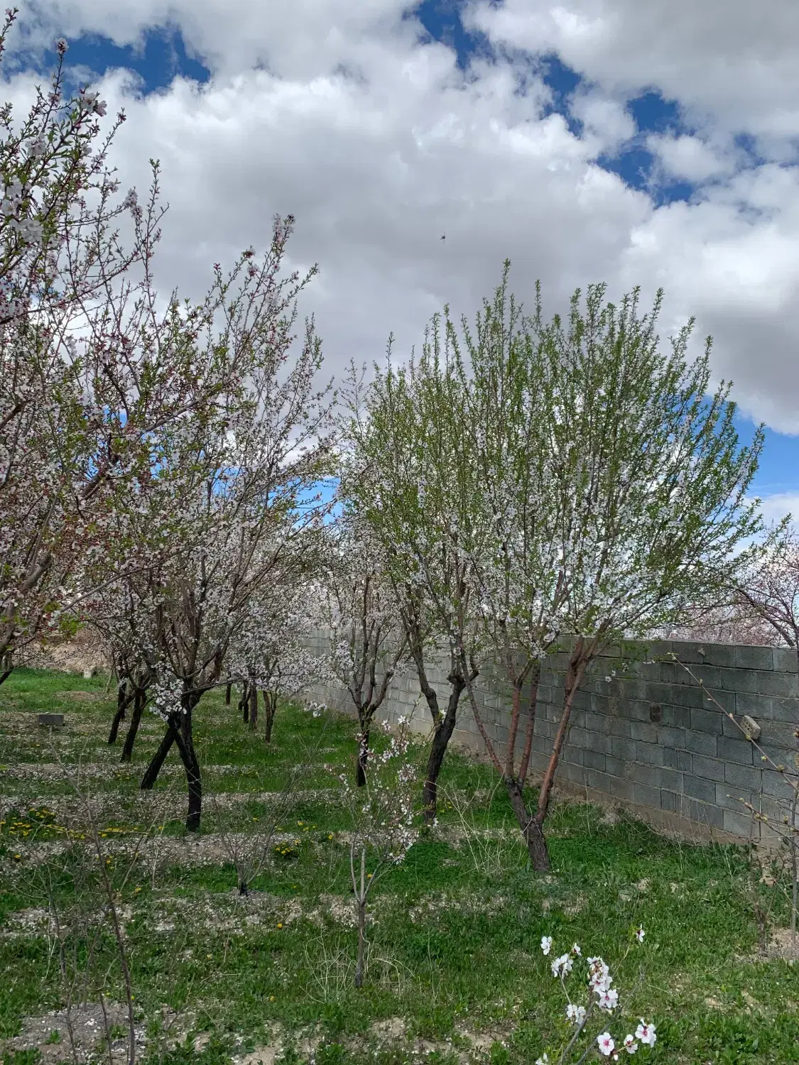 باغ ویلایی در تبریز شبستر وایقان
