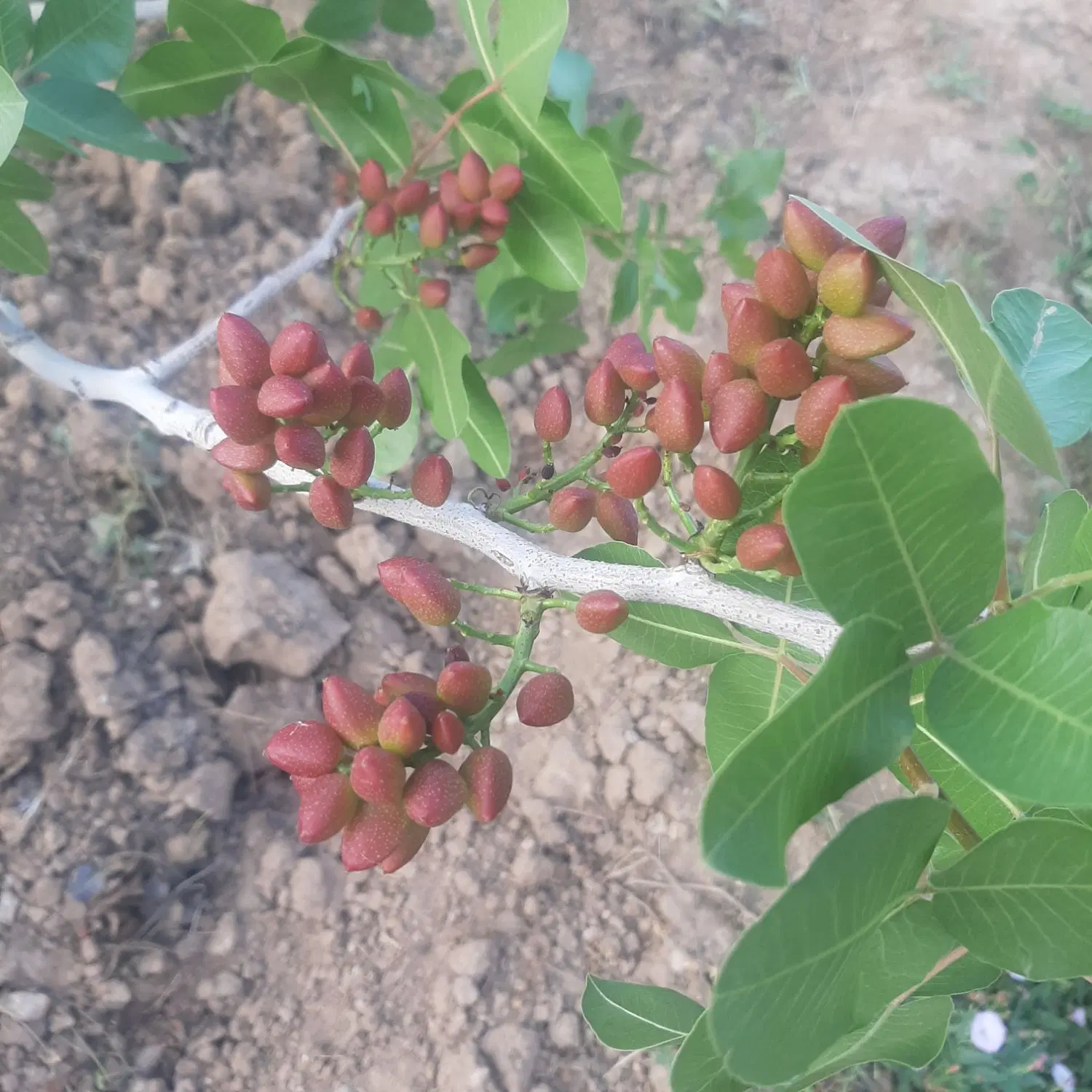 فروش باغ پسته
