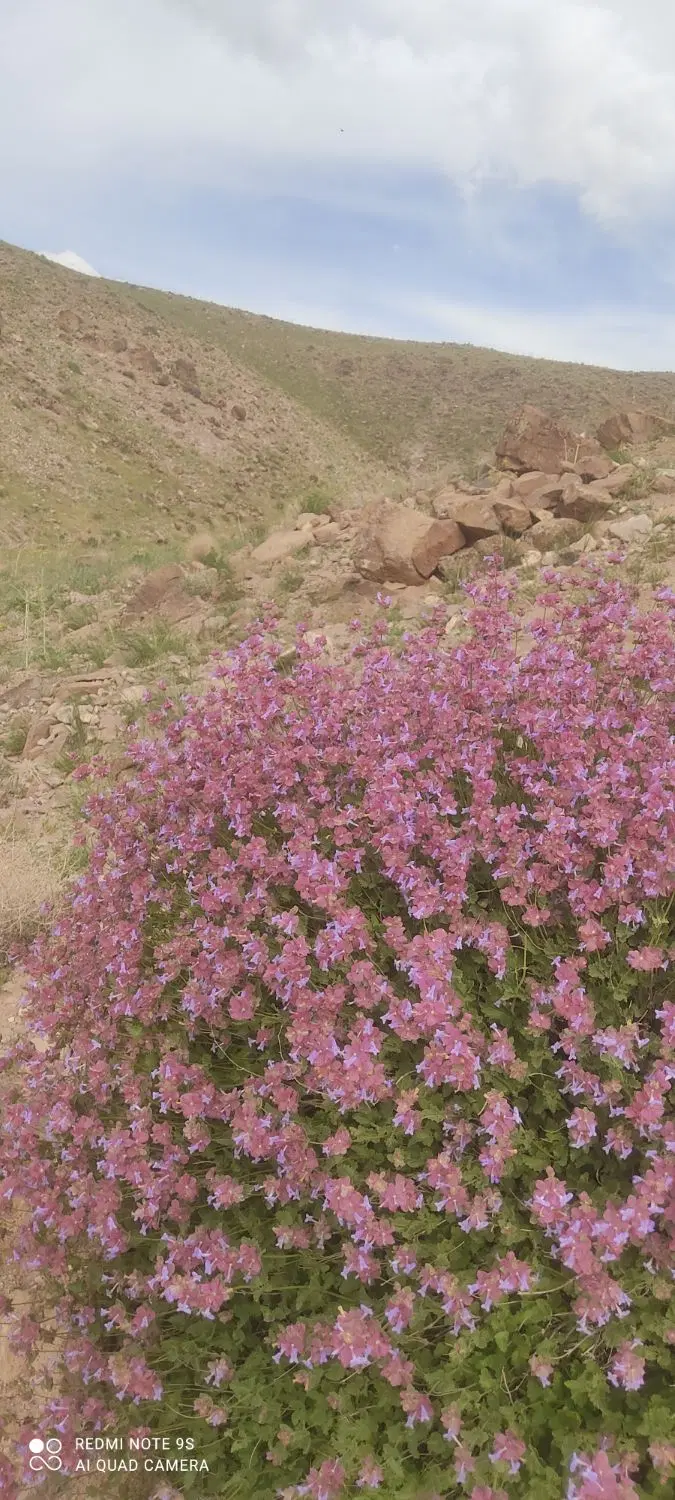 زمین*فرزند اوری شمالی