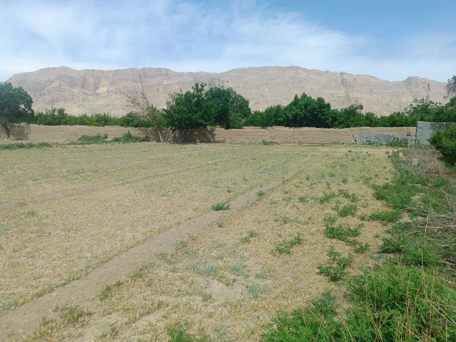 زمین باغی منظریه