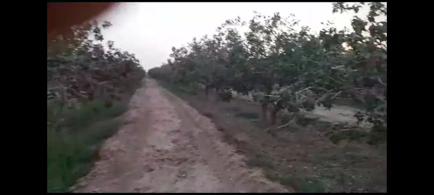 11 هکتار باغ پسته