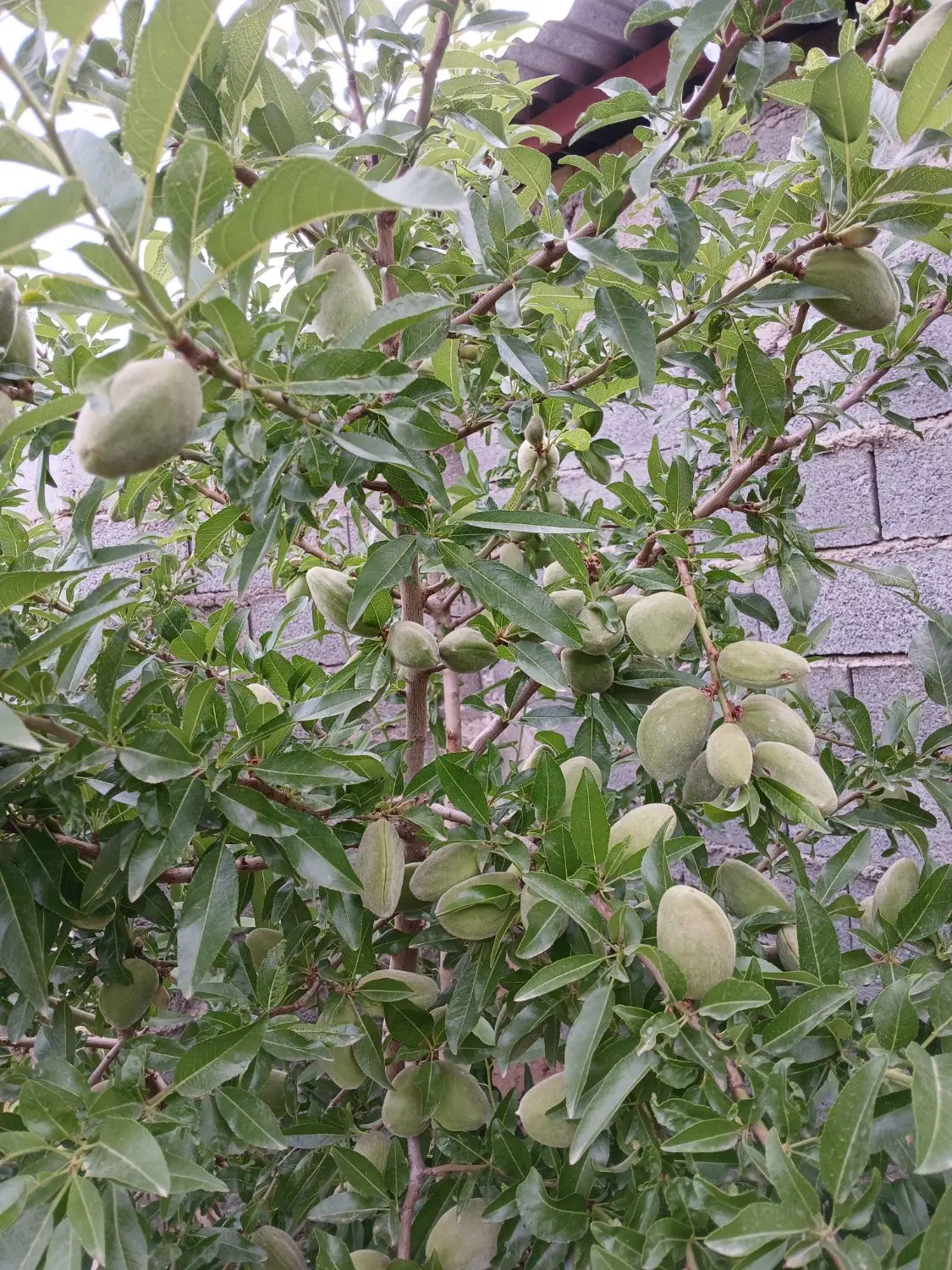فروش خانه باغ در نادراباد قزوین