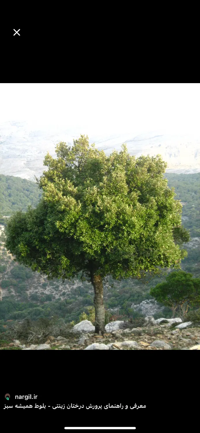 زمین باغی در بافت مسکونی با اب و گاز و برق