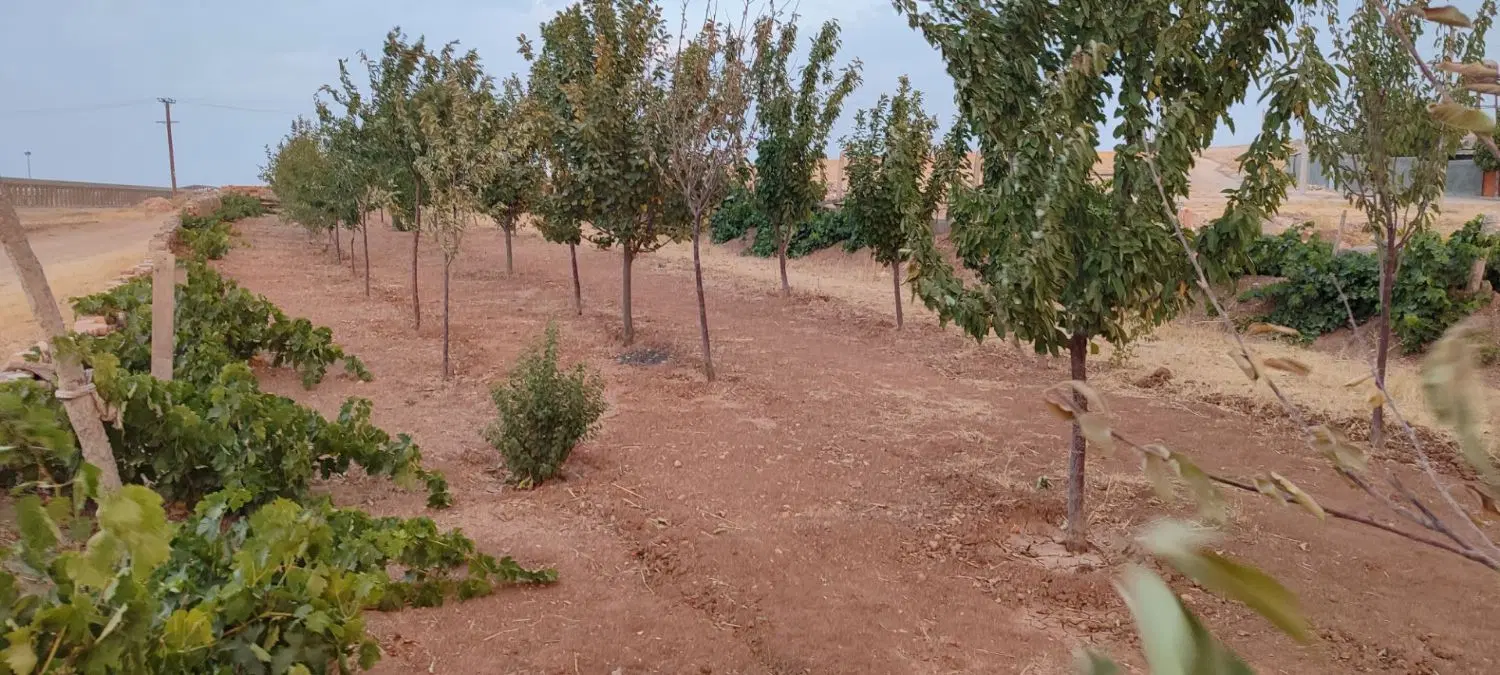 باغ معاوضه ای