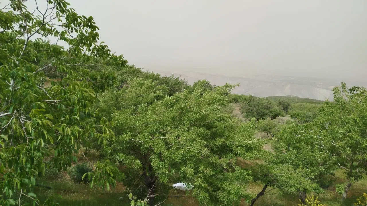 باغ میوه محدوده مارکده صادق اباد