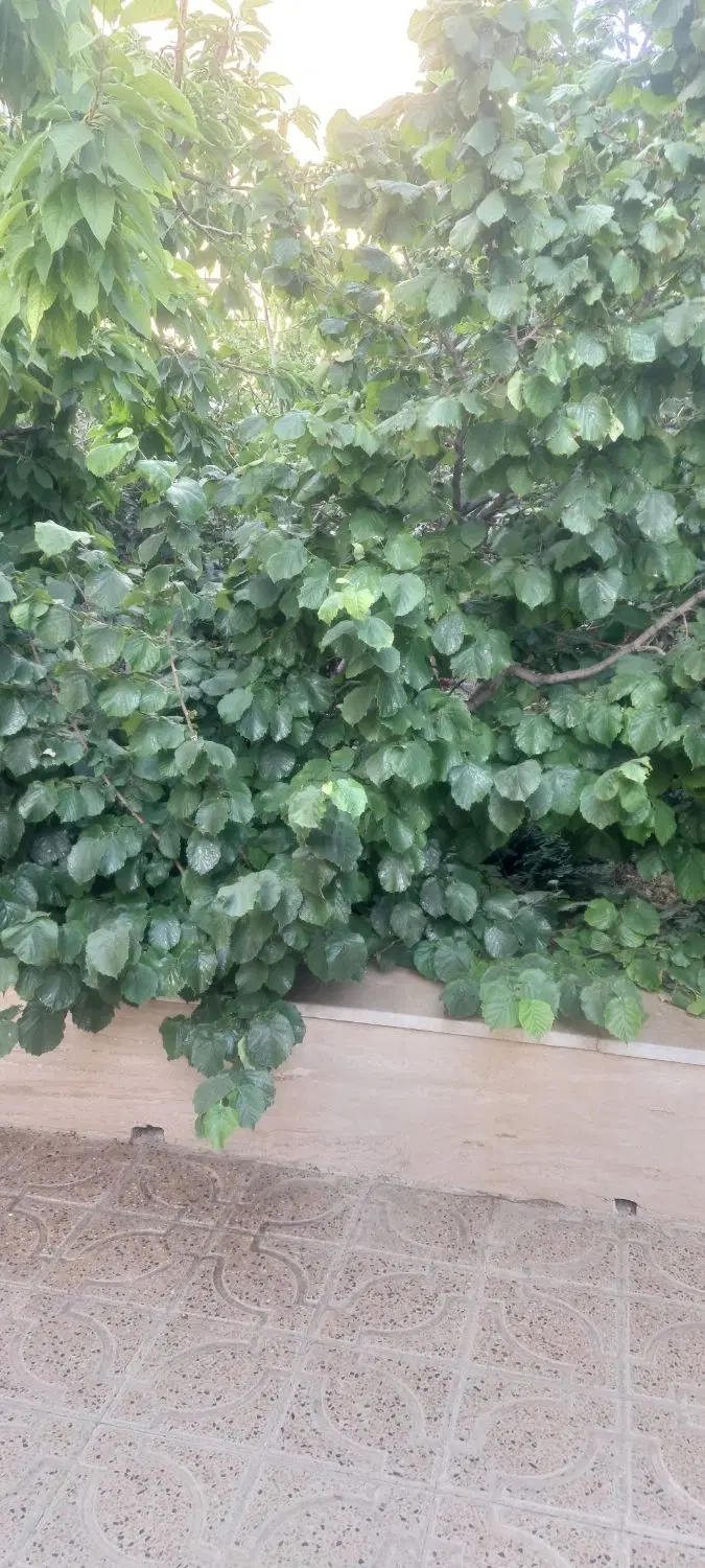 زمین باغی