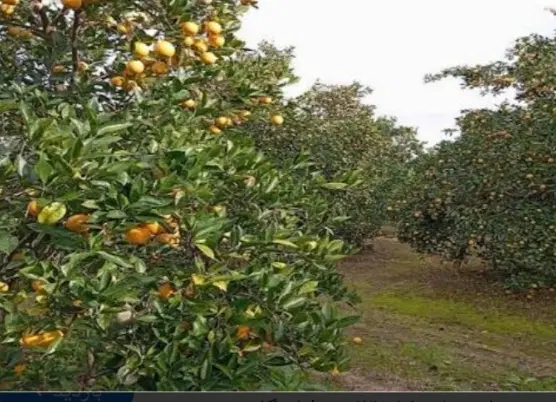 فروش ۲۰۰متر زمین در منطقه آزاد شمال