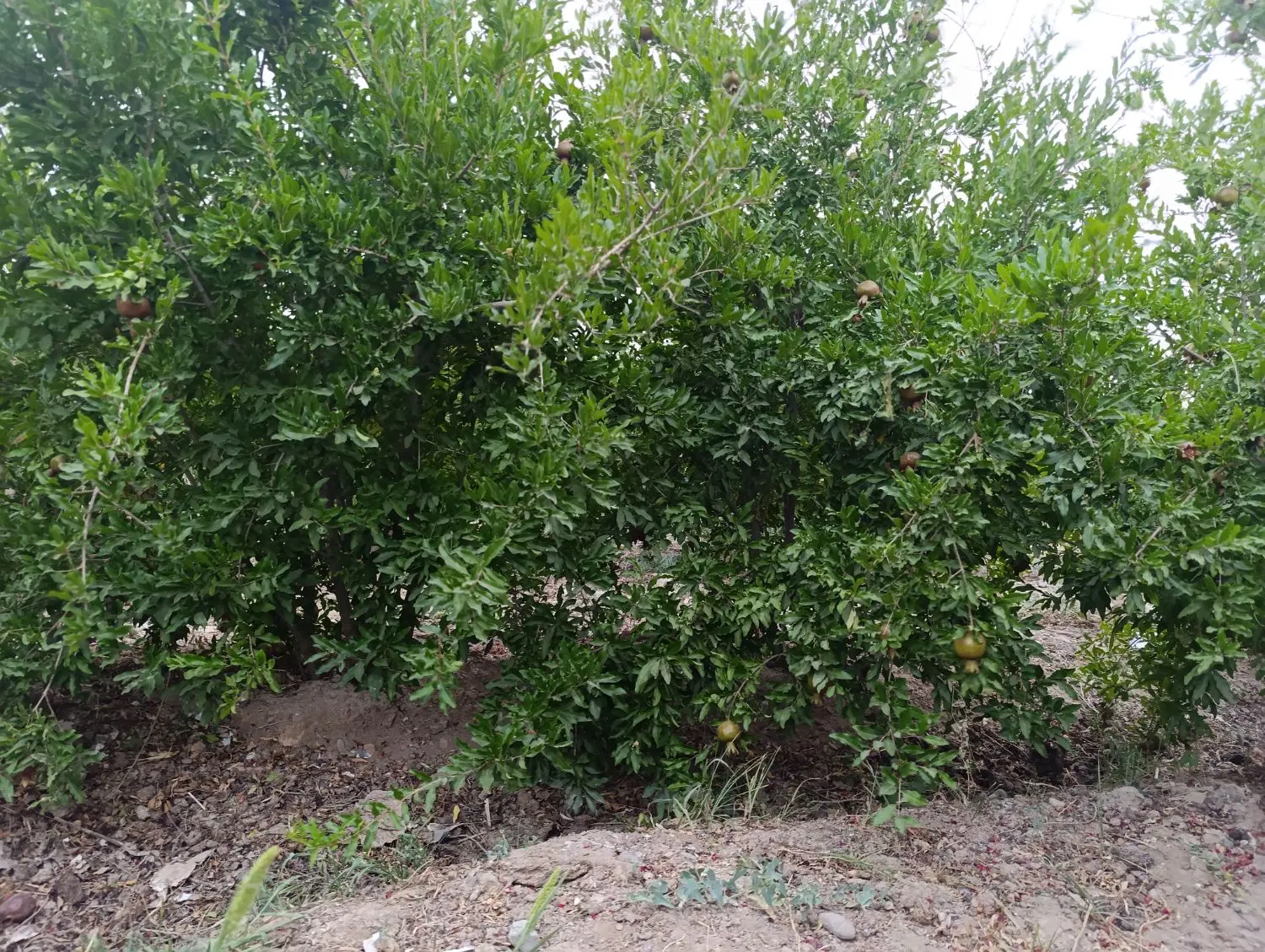 باغ