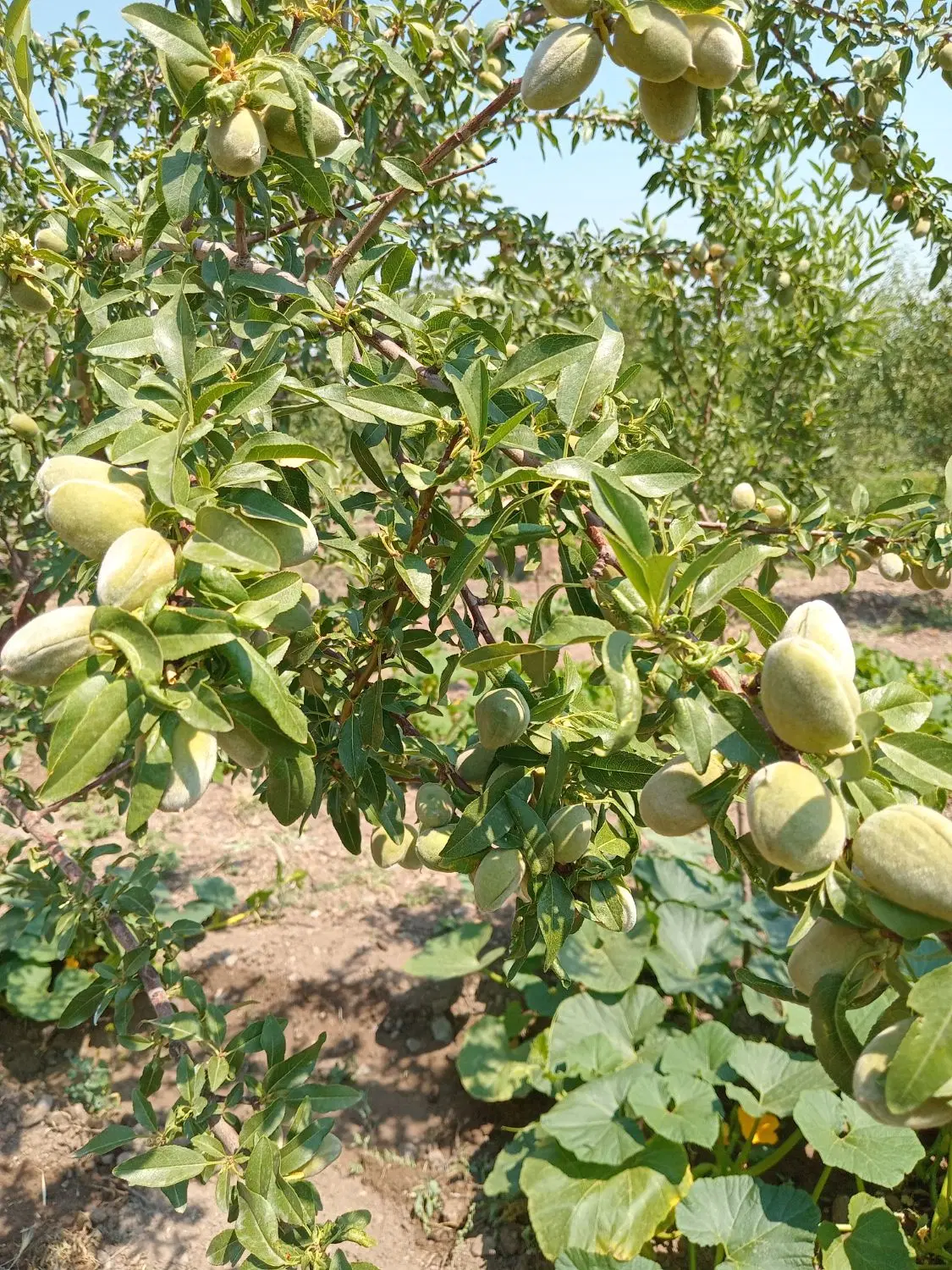 باغ بهترین جای در خراجو