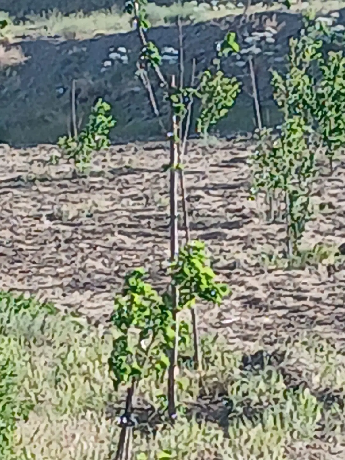 زمین باغی