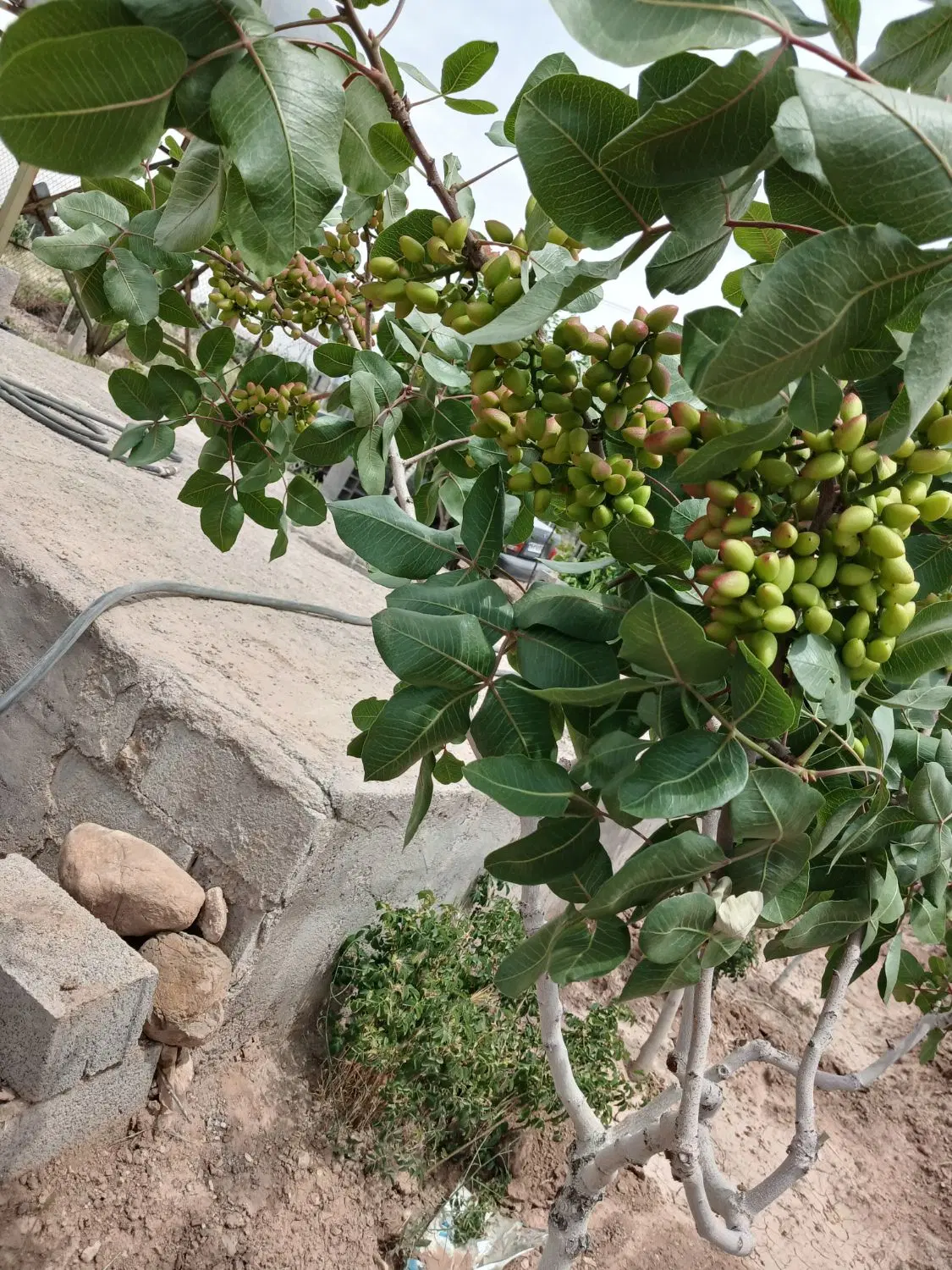 باغ قشنگ سند دار کورانه