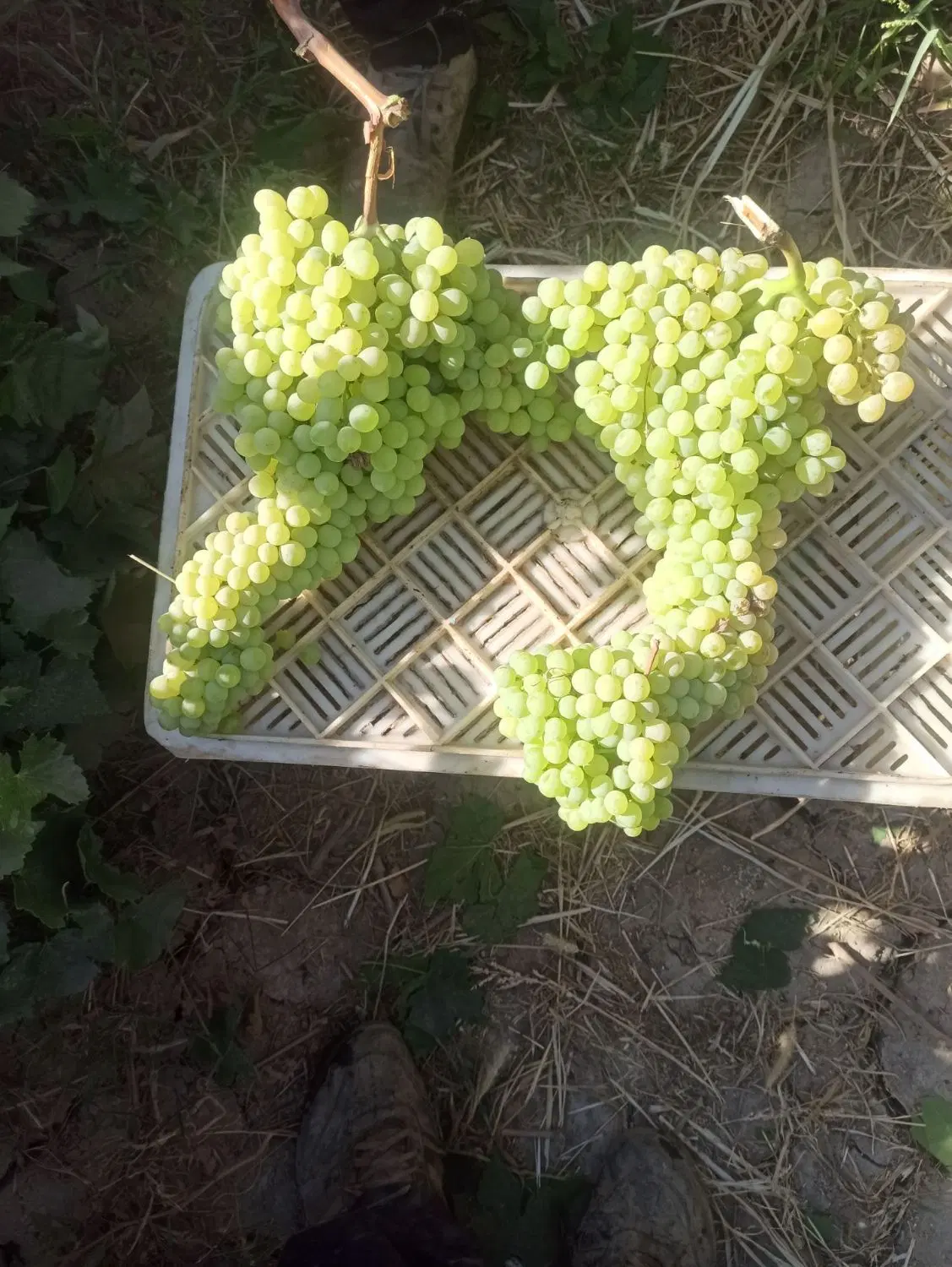 باغ انگور