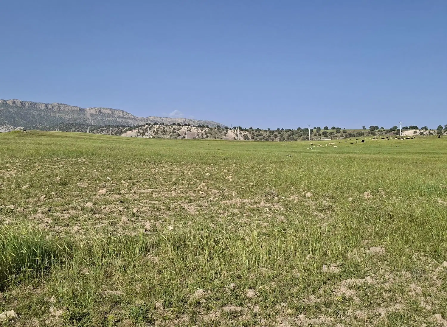 زمین در روستای زیبای چشمه بید