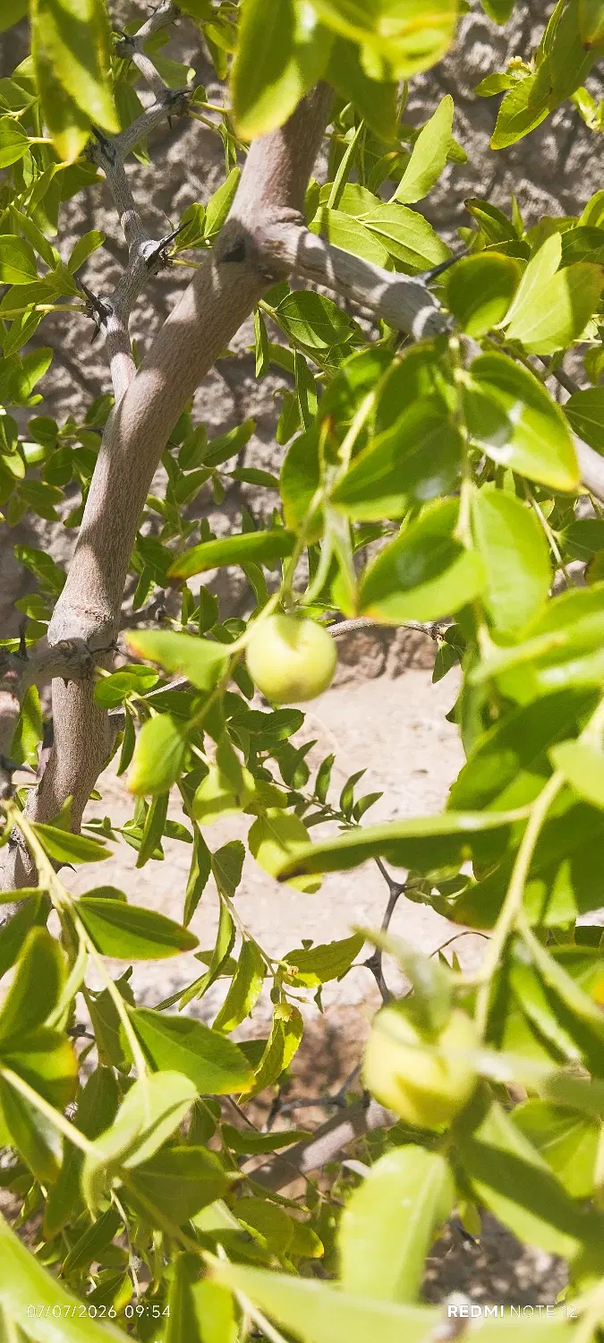 زمین باغی چهار دیواری زمان آباد جاده فرودگاه