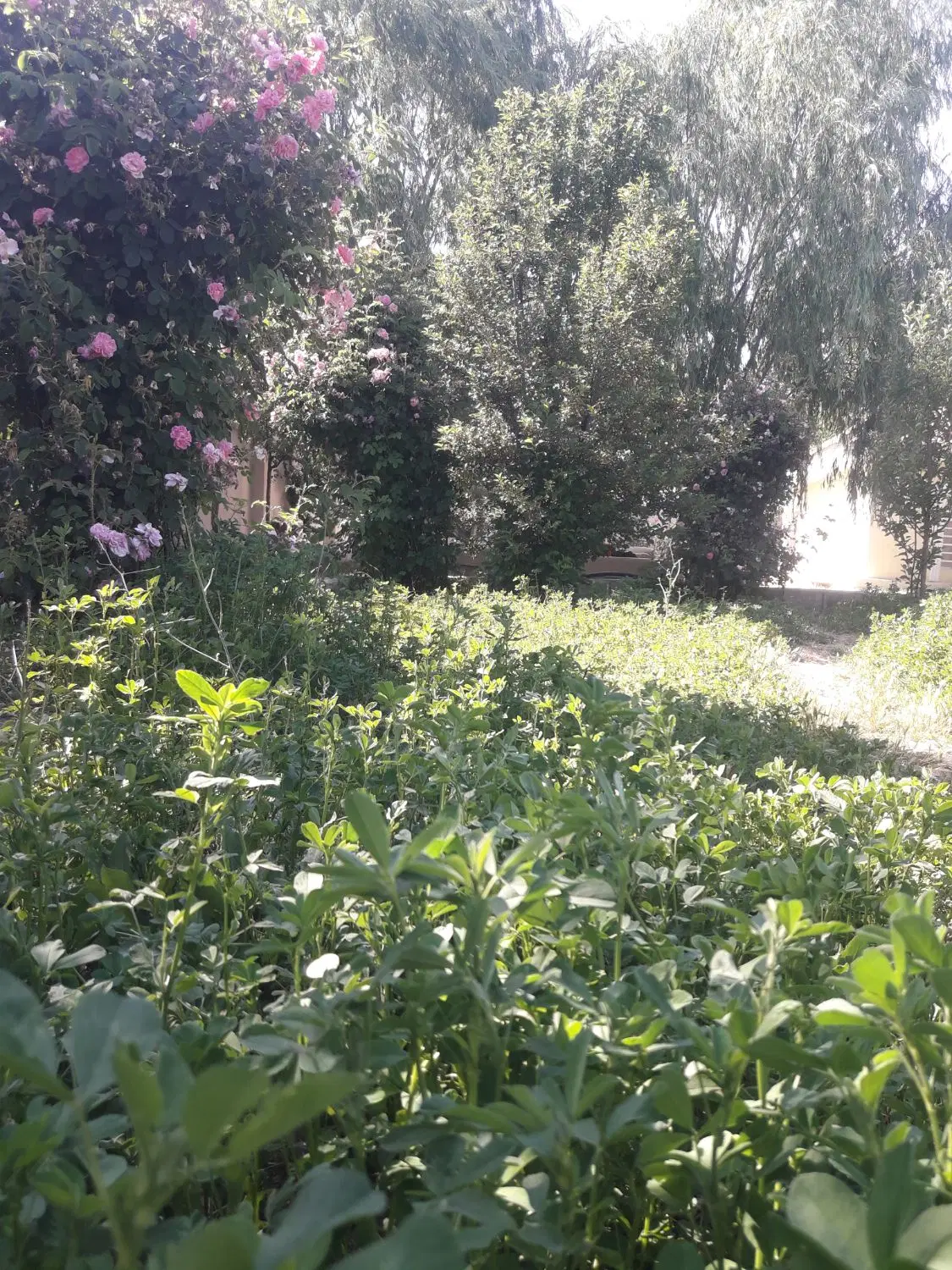 باغ و باغچه سربست هماشهر سپیدان