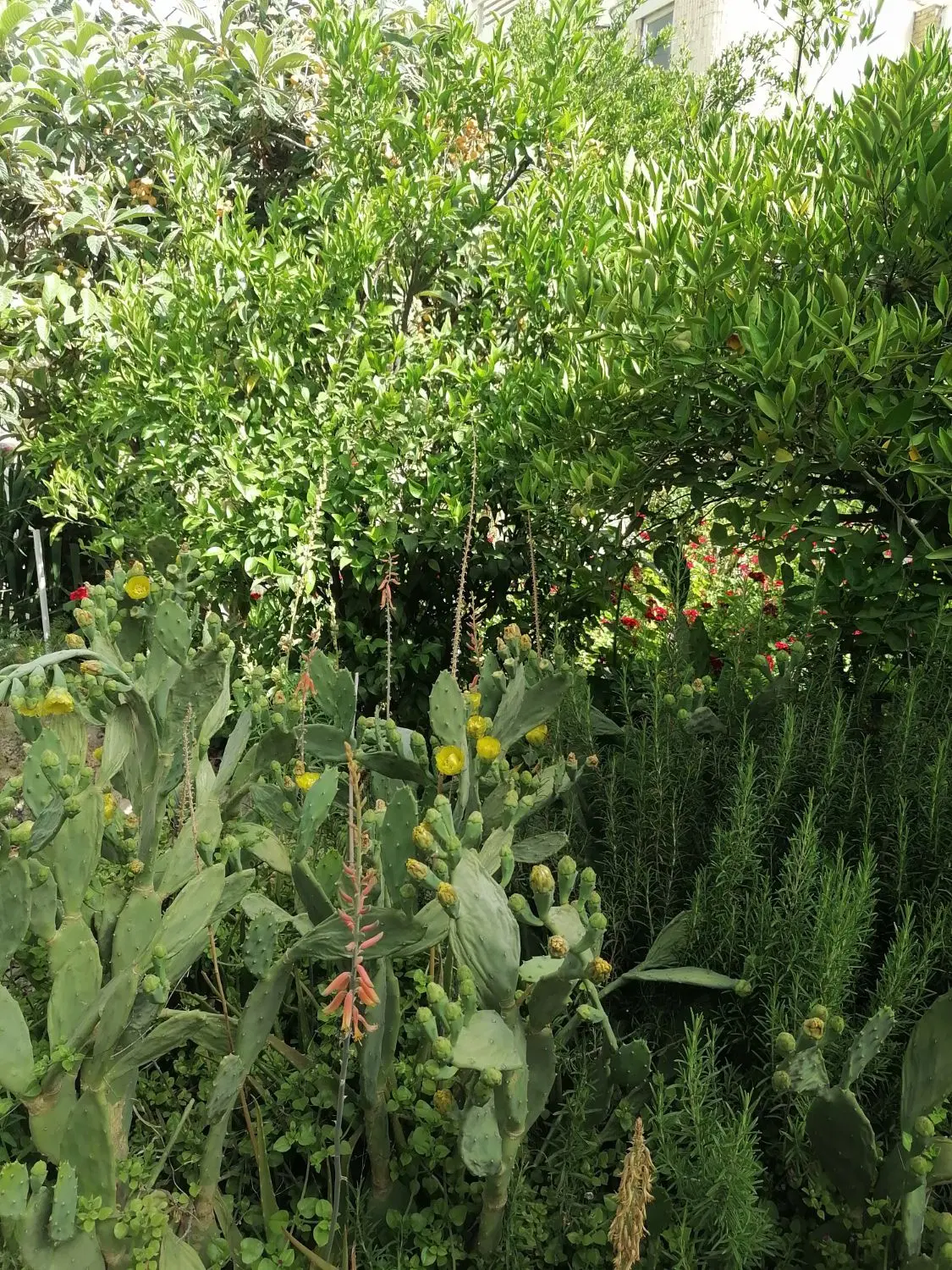 خانه باغ