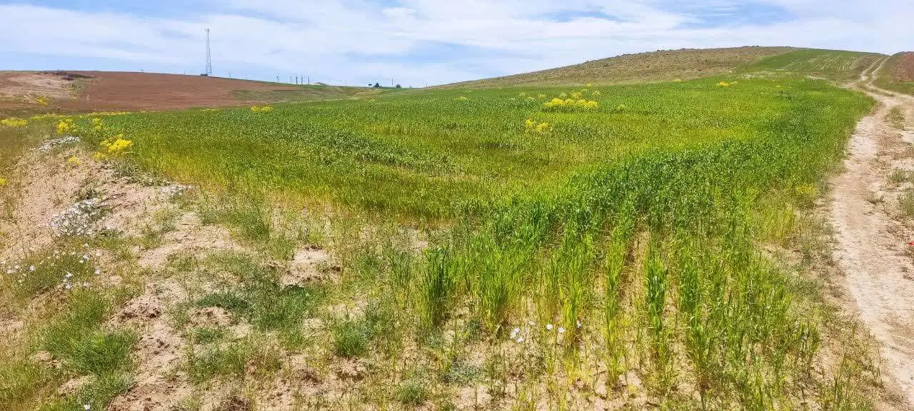 اجاره (ف ر و ش) زمین کشاورزی دیم روستای دربند