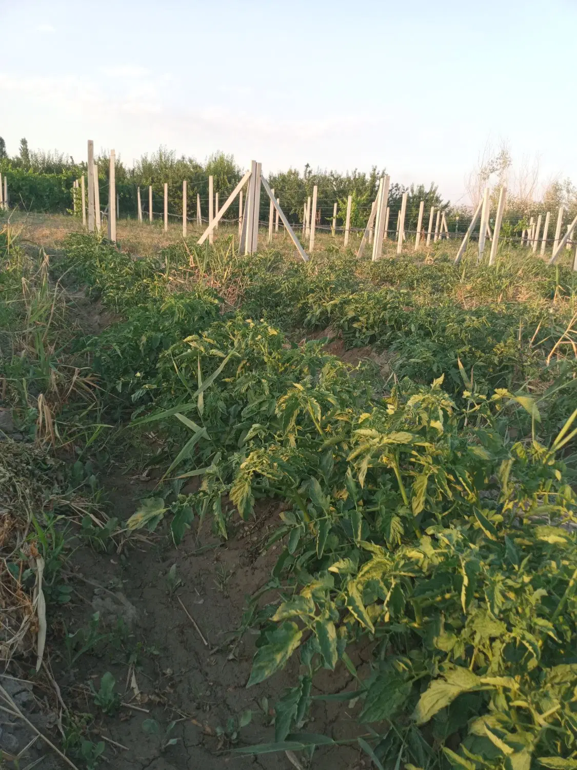 فروش زمین ویلایی زراعی ۹۷۰ متری